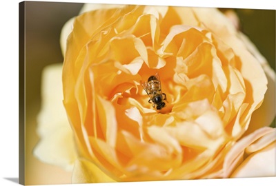 Bee pollinating a yellow rose, Beverly Hills, Los Angeles County, California