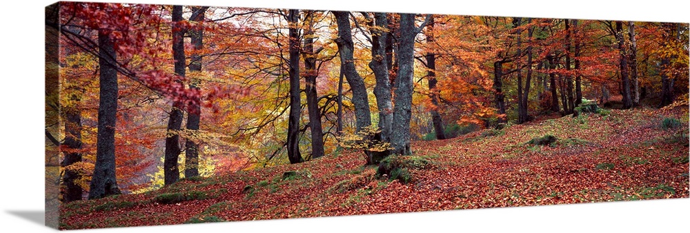 Beech trees in autumn, Aberfeldy, Perth and Kinross, Scotland