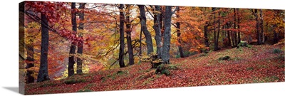 Beech trees in autumn, Aberfeldy, Perth and Kinross, Scotland