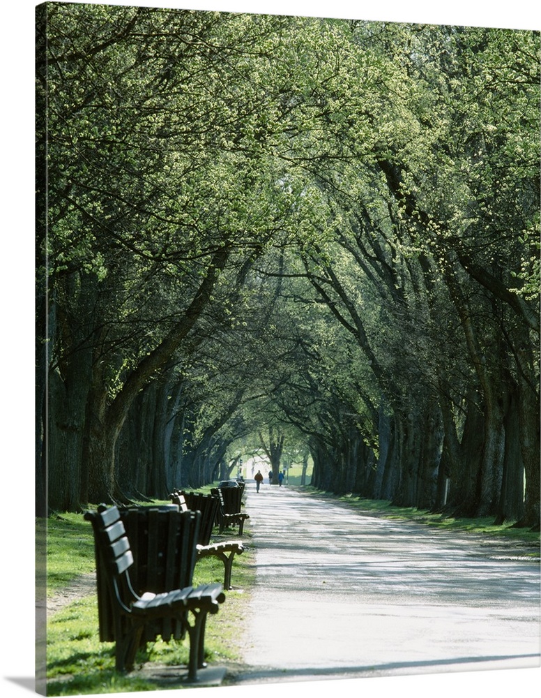 Vertical photograph on a big canvas of a paved walkway lined with benches and trash cans, large trees lines both sides of ...