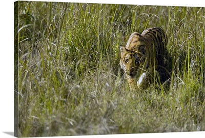 Bengal Tiger Panthera tigris tigris cub walking in a forest Bandhavgarh National Park Umaria District Madhya Pradesh India