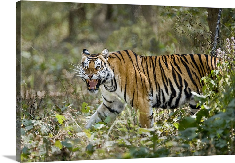 Bengal Tiger Panthera tigris tigris in a forest Bandhavgarh National Park Umaria District Madhya Pradesh India