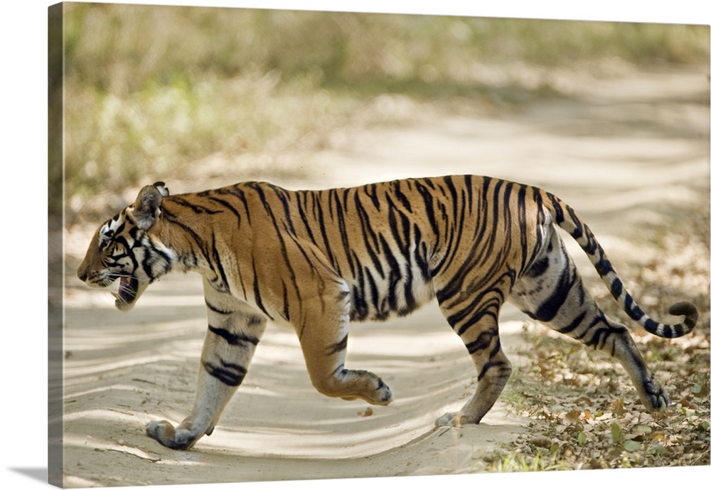 Bengal Tiger Panthera tigris tigris walking in a forest Bandhavgarh National Park Umaria District Madhya Pradesh India