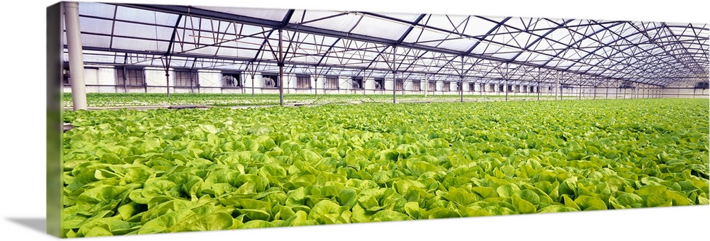 Bib Lettuce Farm