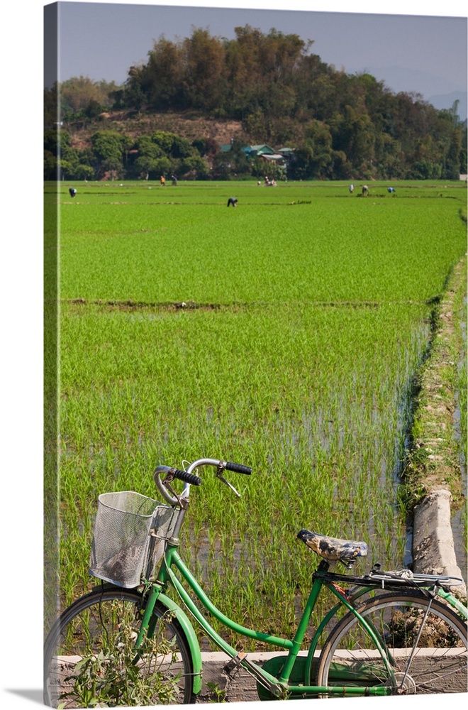 Bicycle near a rice field, dien bien phu, vietnam.