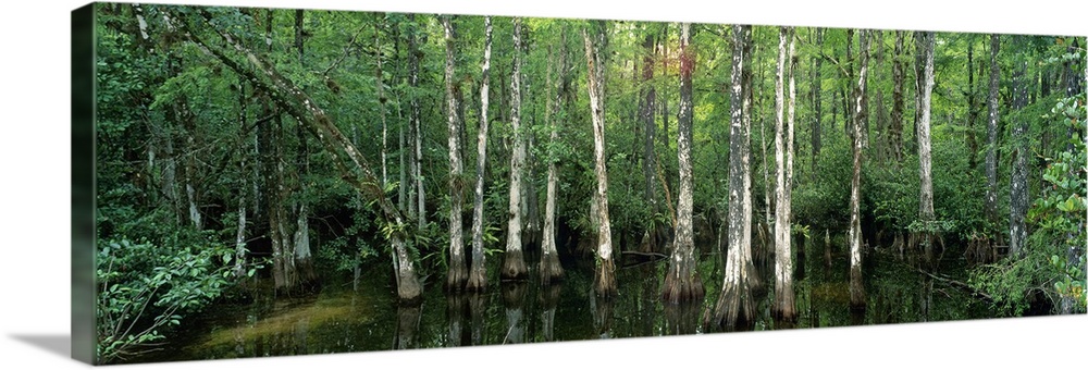 Big Cypress Nature Preserve FL