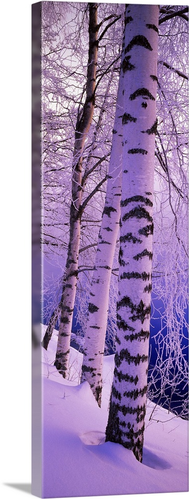 Oversized, vertical photograph of several tall birch trees with snow covered branches, in a snow bank near the Vuoksi Rive...