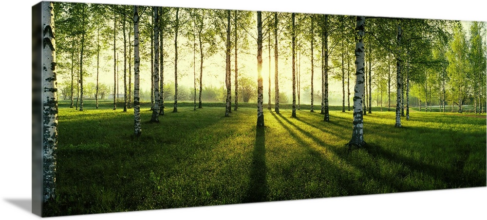 Birch trees by the Vuoksi River, Imatra, Finland