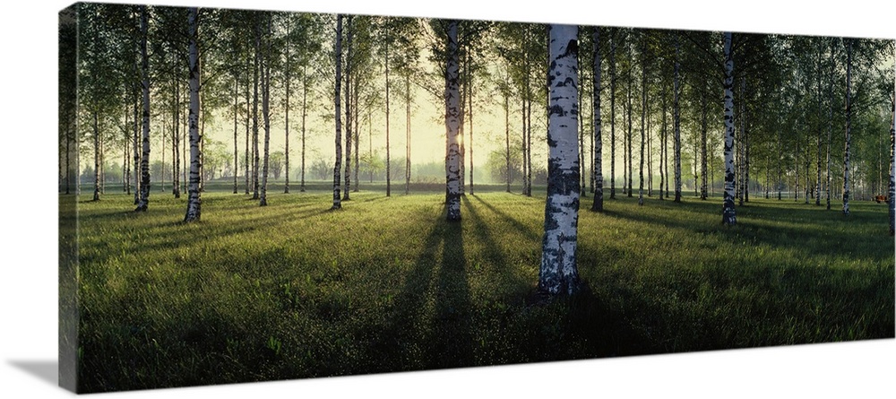 Birch trees by the vuoksi river, imatra, finland.