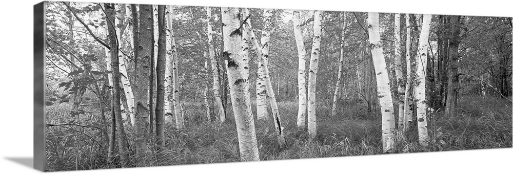 Birch trees in a forest, Acadia National Park, Hancock County, Maine