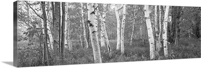 Birch trees in a forest, Acadia National Park, Hancock County, Maine