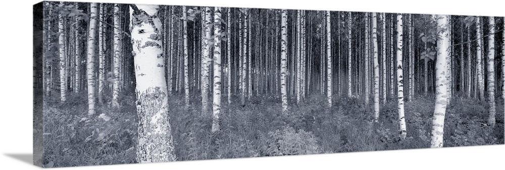 Panoramic photograph of trees in forest with thick bush and shrubbery covering the ground.