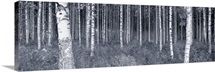 Birch Canvas Art Prints | Birch Panoramic Photos, Posters, & More ...