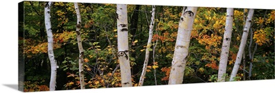 Birch trees in a forest, New Hampshire