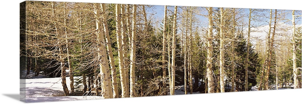 Birch trees on a mountain, Ebbetts Pass, Sierra Nevada, Alpine County, California, USA