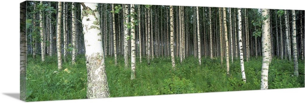 Birch Trees Saimma Lakelands Finland