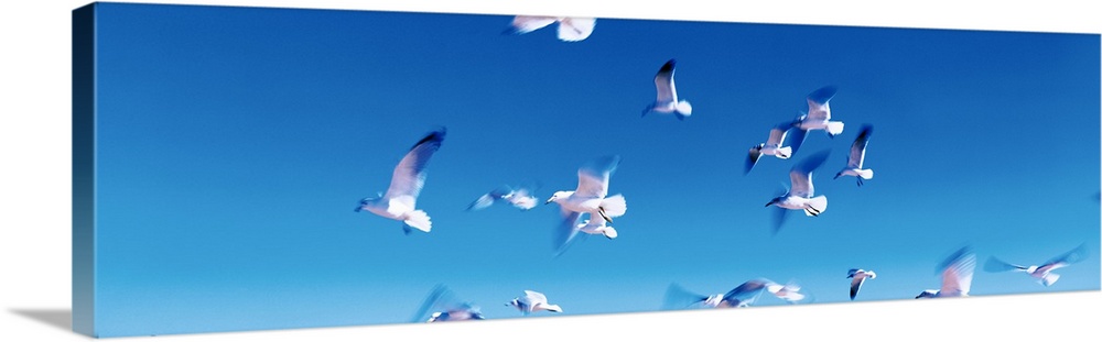 Panoramic photograph of a flock of seagulls in flight, in a vibrant blue sky over Flagler Beach, Florida.