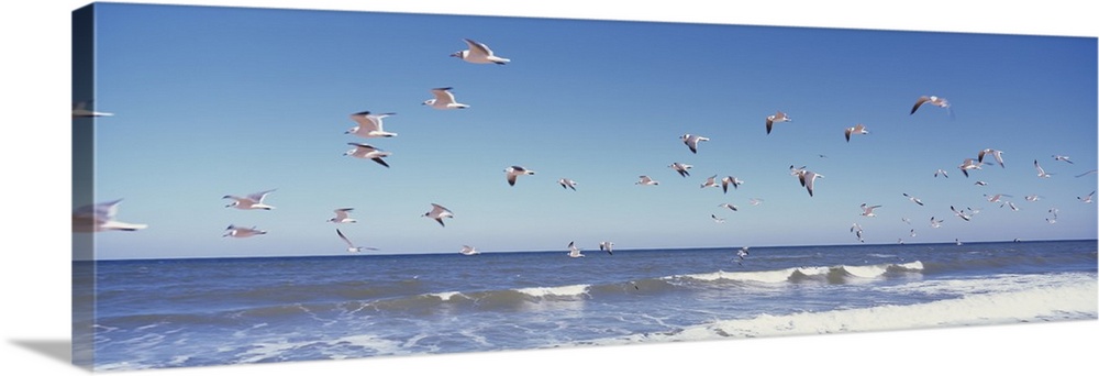 Panoramic photograph of seagull flock flying over water.