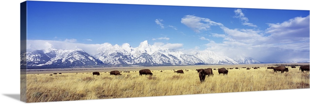 Panoramic photograph of buffalo grazing in field with snow covered mountains in the distance under a cloudy sky.