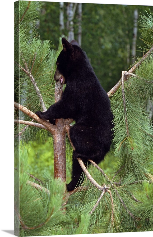 Vertical image print of a baby bear climbing a tree with a forest in the background.