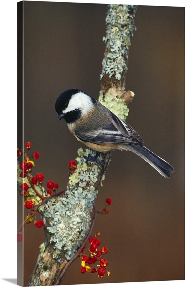A small garden bird with a slightly forked tail and distinct head markings is perched on a branch covered in lichen is loo...