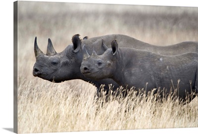 Black rhinoceros (Diceros bicornis) with its calf in a field, Tanzania