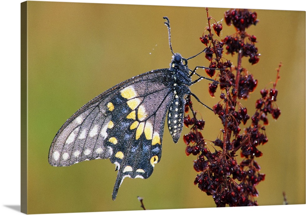 Black Swallowtail Butterfly (Papilio Polyxenes) On Branch