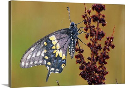Black Swallowtail Butterfly (Papilio Polyxenes) On Branch