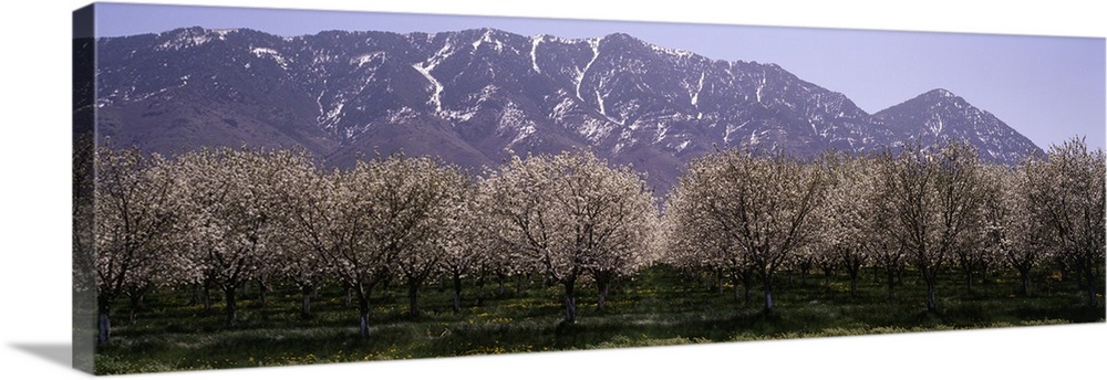 Blooming Apple Trees Wasatch Mountains Santaquin UT