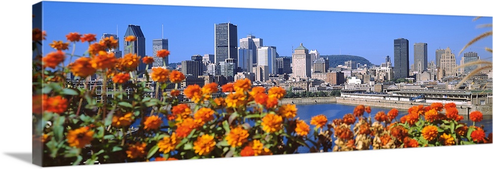 Blooming flowers with city skyline in the background, Montreal, Quebec, Canada