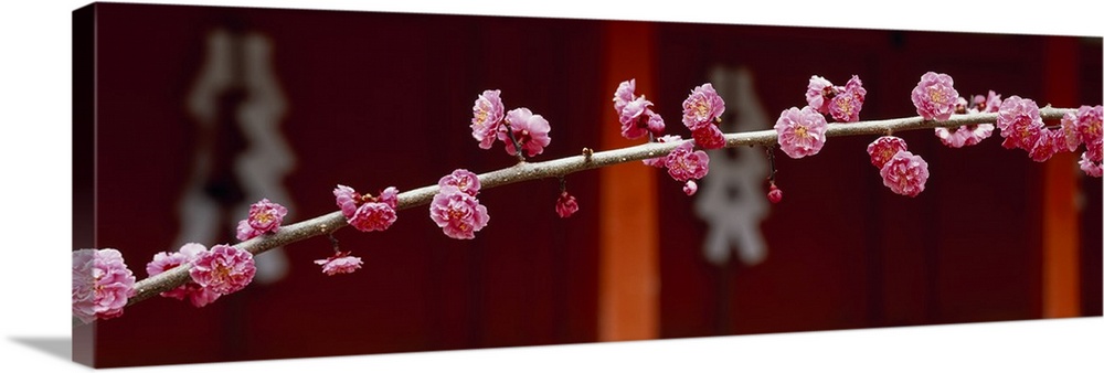 A panoramic photograph of a tree covered with flower blossoms with a traditional building out of focus in the background.