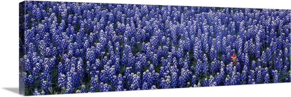 Panoramic, landscape photograph of a dense field of blooming blue bonnets in Texas Hill Country, Texas.