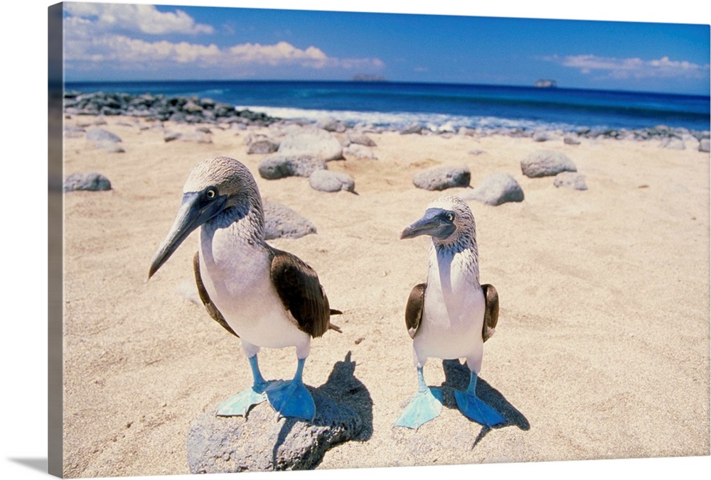 Blue footed boobies of the Galapagos Islands, Ecuador