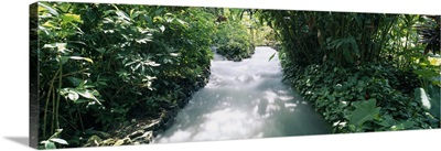 Blue Hole Gardens River, Tropical Foliage, Negril, Jamaica