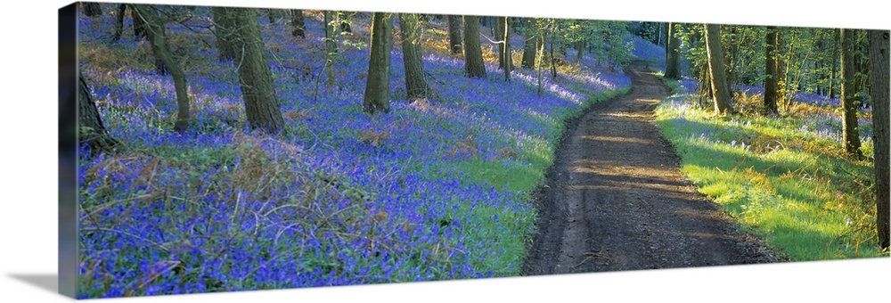 Bluebell flowers along a dirt road in a forest, Gloucestershire, England