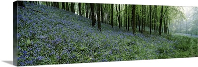 Bluebell Wood near Beaminster, Dorset, England