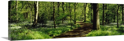 Bluebell Wood Yorkshire England