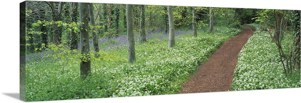 Bluebells and garlic along footpath in a forest, Killerton, Exe Valley, Devon, England