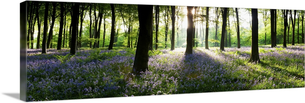 Bluebells growing in a forest in the morning, Micheldever, Hampshire, England