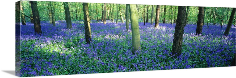 Giant, horizontal photograph of a forest of bluebell flowers surrounding many trees in Charfield, Gloucestershire, England.