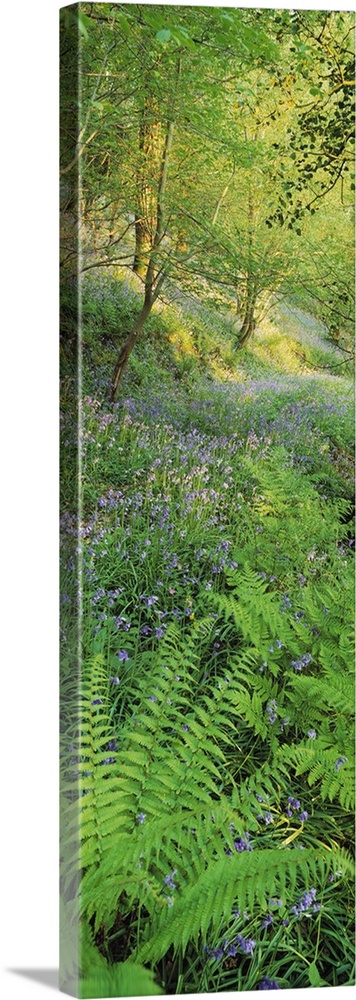 Bluebells in a forest, Huntlands Wood, Seven Crosses, Tiverton, Mid Devon, Devon, England