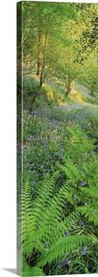 Bluebells in a forest, Huntlands Wood, Seven Crosses, Tiverton, Mid Devon, Devon, England