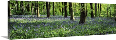 Bluebells in a forest, Micheldever Wood, Hampshire, England