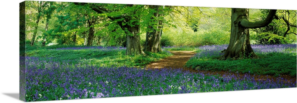 A panoramic photograph of a path through the woods lined with wildflowers.