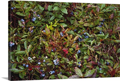Blueberries on bush, Massachusetts