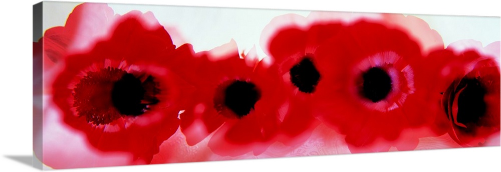 Oversized, landscape photograph of a line of large, deep red flowers that are heavily blurred.
