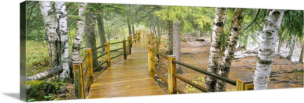 This panoramic shot is taken of an elevated walking path through a forest and along a river with trees lining both sides o...