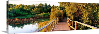 Boardwalk In A Forest, Magee Marsh Wildlife Area, Oak Harbor, Ohio, USA