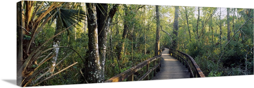 Boardwalk passing through a forest, Big Cypress Bend, Fakahatchee Strand Preserve State Park, Florida