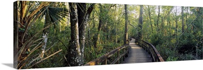 Boardwalk passing through a forest, Big Cypress Bend, Fakahatchee Strand Preserve State Park, Florida
